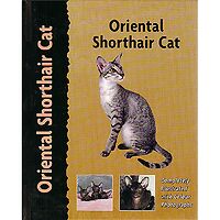 Oriental Shorthair Cat - Pet Love