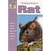 Rats - Guide to Owning