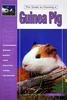 The Guide to Owning a Guinea Pig