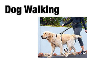 dog walking accessories