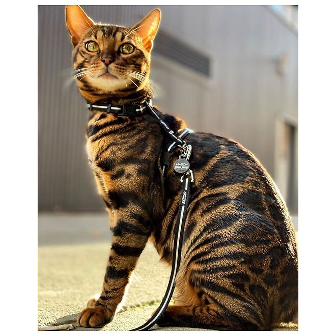 Rogz Alley Cat Harness & Lead Set | OzPetShop